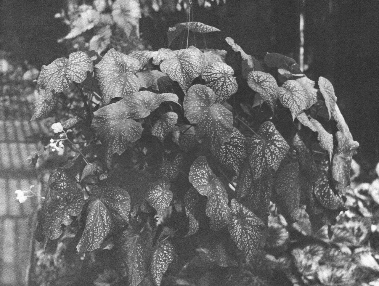 B. ‘Frances Kay’